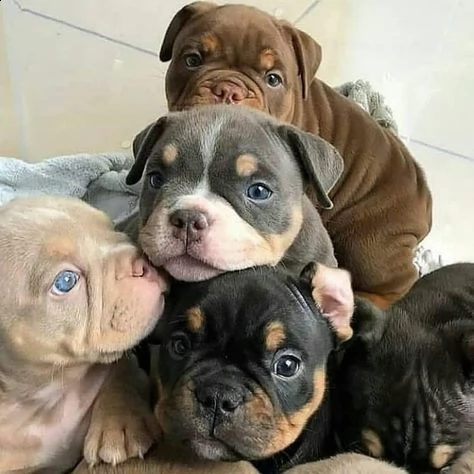 regalo abbiamo cuccioli di bullmastiff sono bullmastiff di dimensioni . sono registrati akc. sono mo