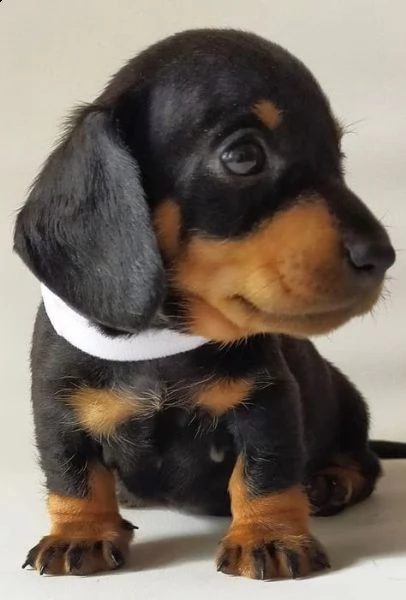 regalo adorabili cuccioli bassotto femminucce e maschietti gratuita i cuccioli sono vaccinati svermi