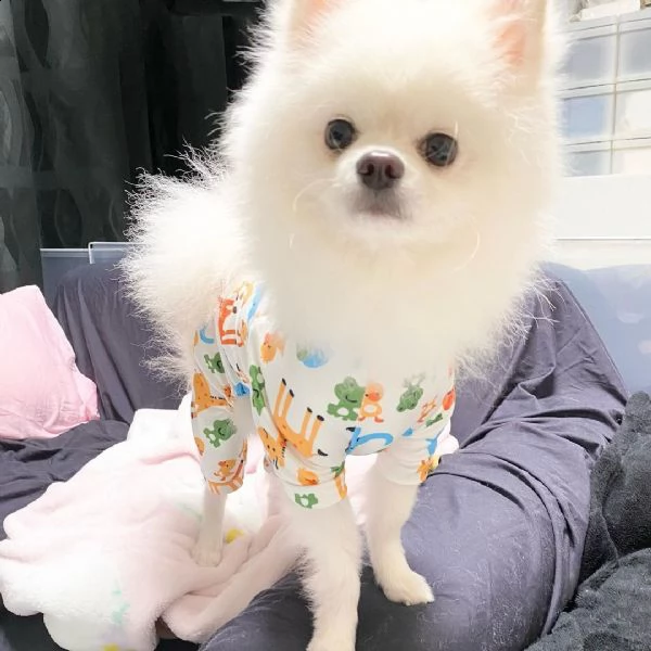 regalo chihuahua | Foto 0