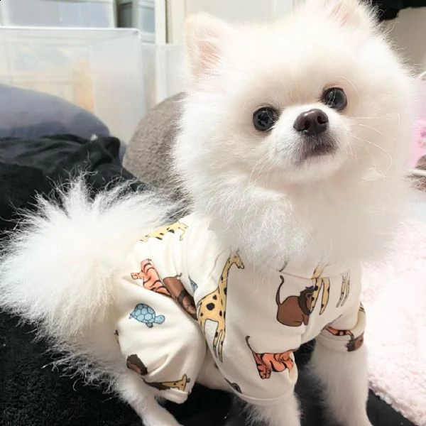 regalo chihuahua