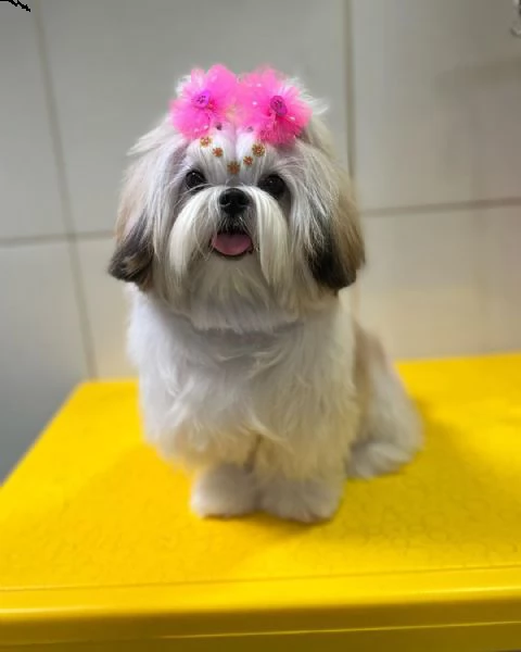 regalo shihtzu 