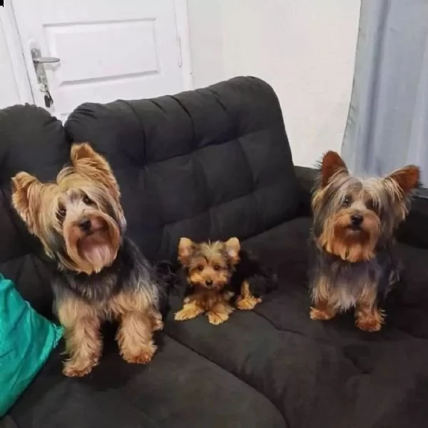 abbiamo dei bellissimi cuccioli di yorkie (+34631716322)