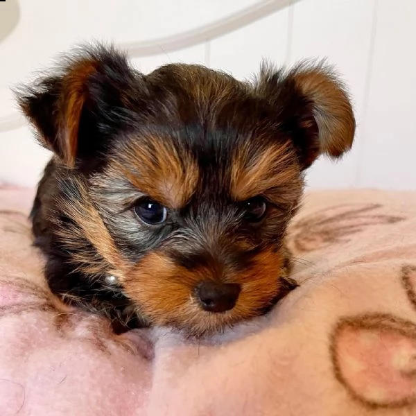 cuccioli yorkie per adozione(+34631716322)