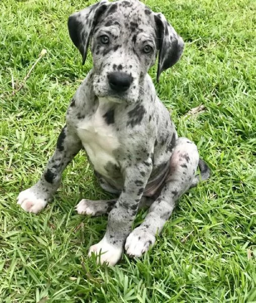   regalo adorabili cuccioli bassotto femminucce e maschietti gratuita i cuccioli sono vaccinati sver