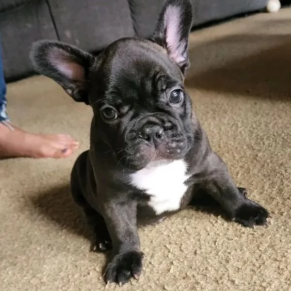cuccioli di bulldog francese in vendita | Foto 0