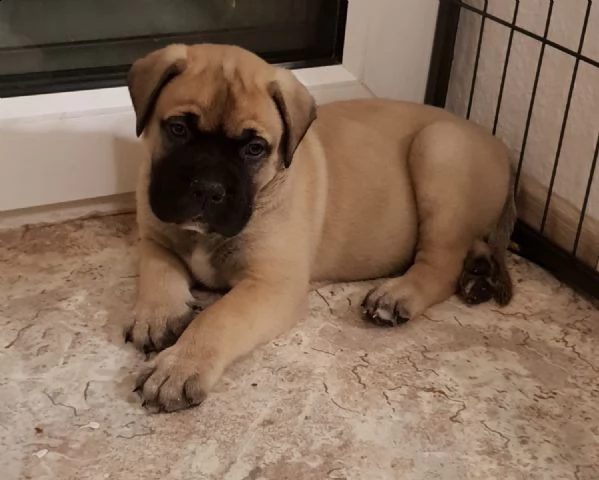 disponibili cuccioli di bull mastiff 