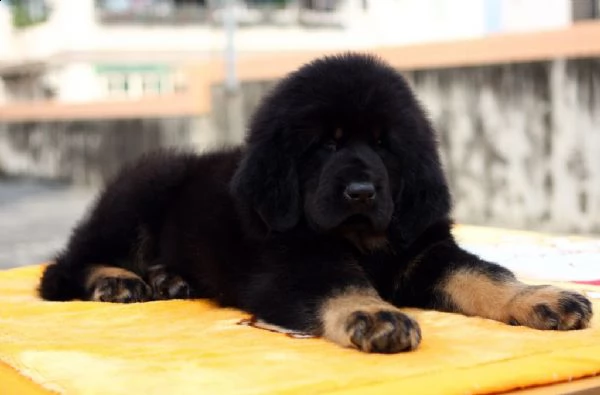 cuccioli di mastino tibetano | Foto 1