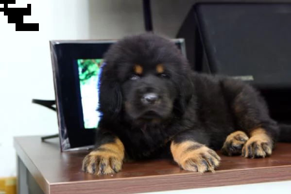 cuccioli di mastino tibetano