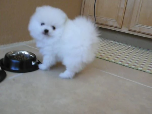 cuccioli di spitz di pomerania