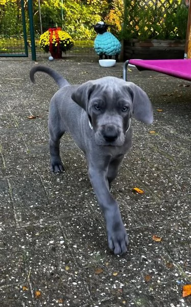 cuccioli di alano blu | Foto 5