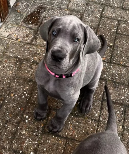 cuccioli di alano blu | Foto 4