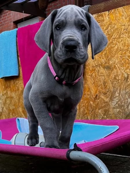 cuccioli di alano blu | Foto 3