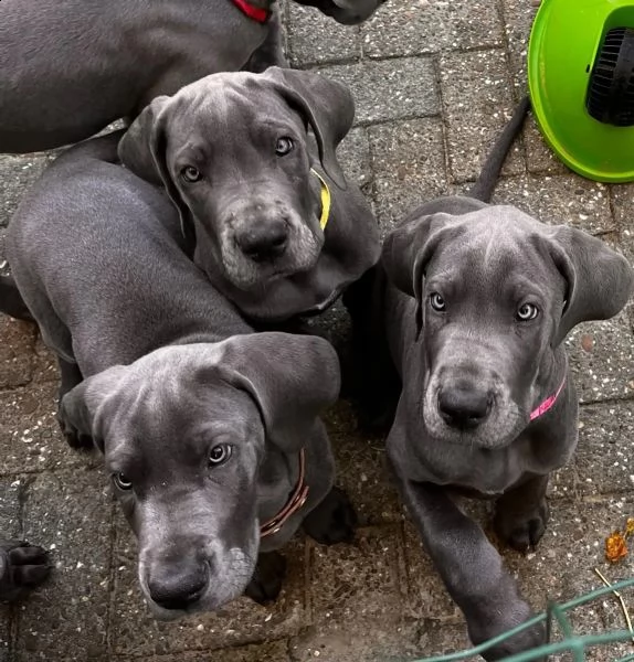 cuccioli di alano blu | Foto 1