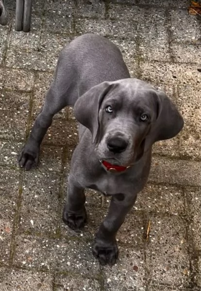 cuccioli di alano blu