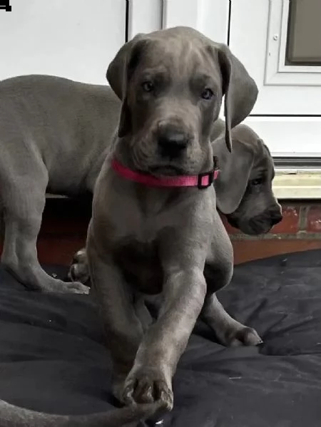 cuccioli di alano blu | Foto 0