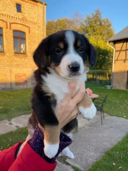 cuccioli di razza bovaro