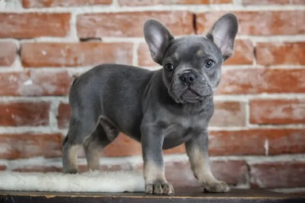 fantastici e adorabili cuccioli di bulldog francese | Foto 2