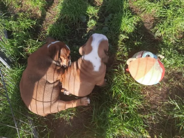 cuccioli di bulldog inglese | Foto 2