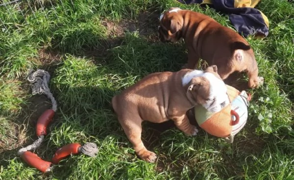 cuccioli di bulldog inglese | Foto 1