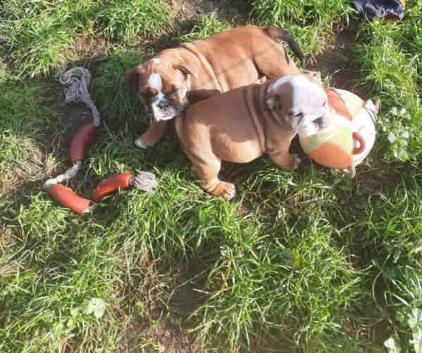 cuccioli di bulldog inglese | Foto 0