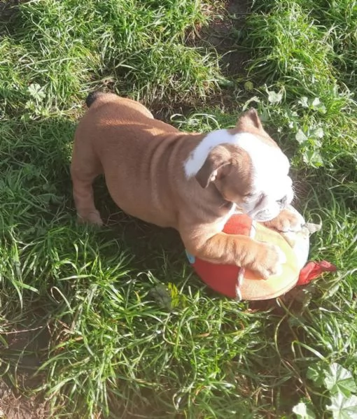 cuccioli di bulldog inglese