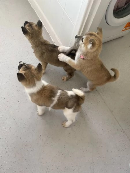 regalo akita inu
