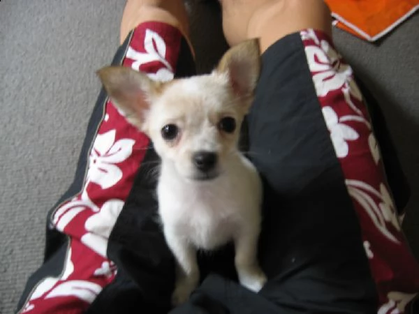  cuccioli chihuahua toy