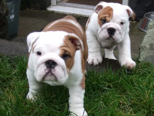 regalo bulldog inglese cuccioli disponibili.....