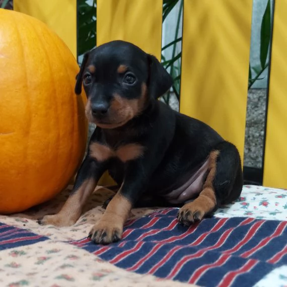 regalo  cuccioli pinscher
