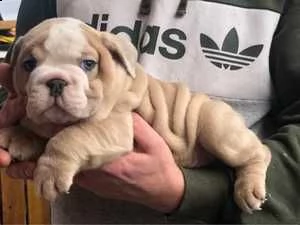 pronto per l'uso lilla fawn merle british bulldog!!
