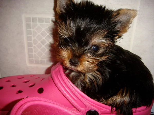  vendita cuccioli di yorkshire terrier
