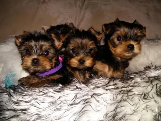 vendita disponibile eccellente cucciolata di yorkshire toy