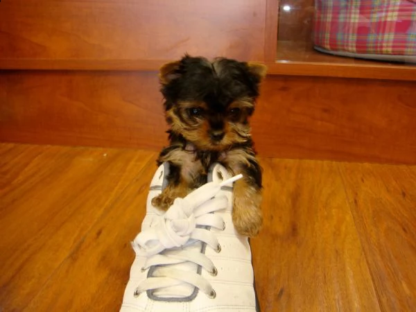 adorabili cuccioli di teacupyorkie