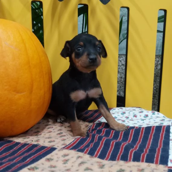 regalo  cuccioli pinscher.....