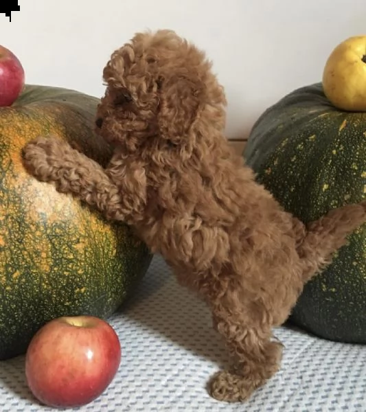 urgent regalo barboncino mini disponibile!!!!!