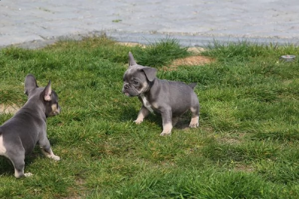 cuccioli di bulldog francese | Foto 4