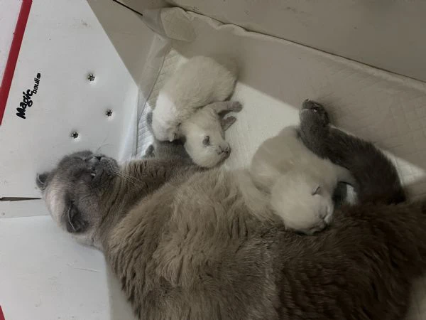 Scottish blue point Stright/Fold