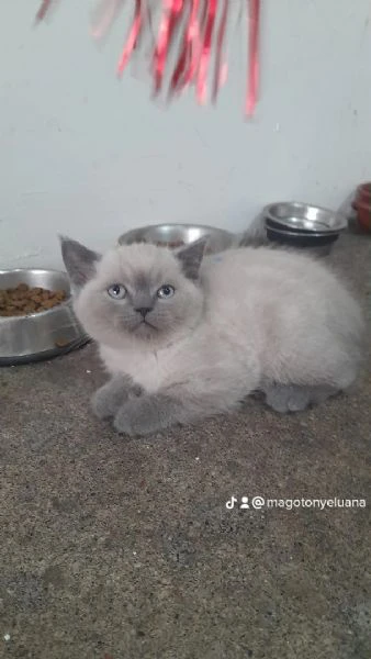 Scottish blue point Stright/Fold | Foto 2