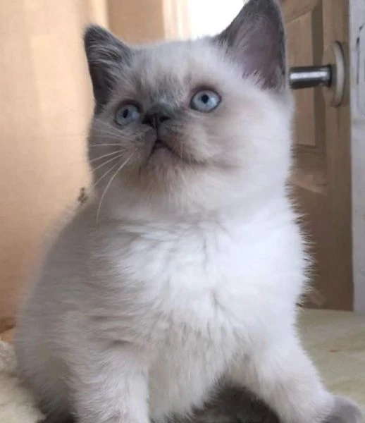 Scottish blue point Stright/Fold | Foto 1