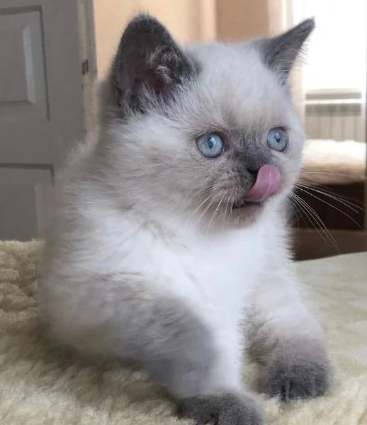 Scottish blue point Stright/Fold | Foto 0