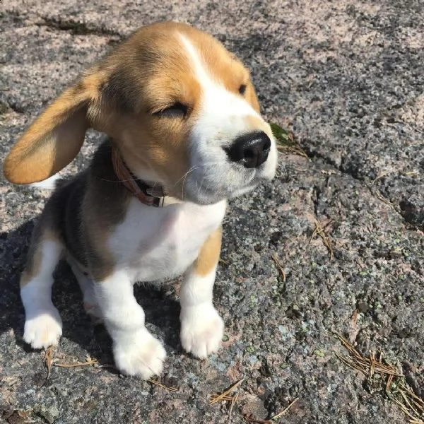 regalo cuccioli beagle 