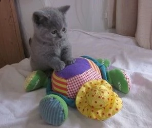 squisiti gattini britannici di cincillà dai capelli corti e giocosi