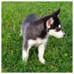 disponibili cuccioli di siberian husky perfetti