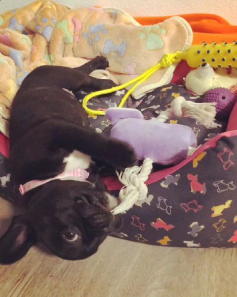 cuccioli di bulldog francese registrati | Foto 4