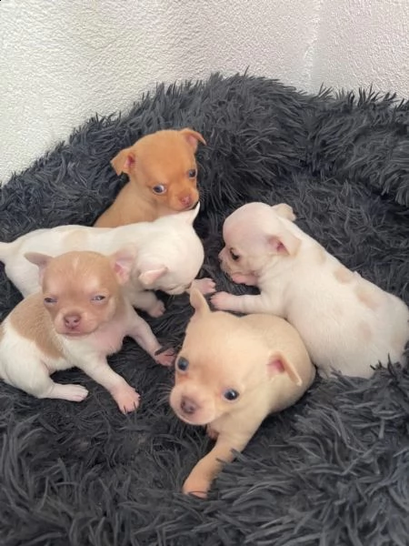 cuccioli di chihuahua | Foto 6