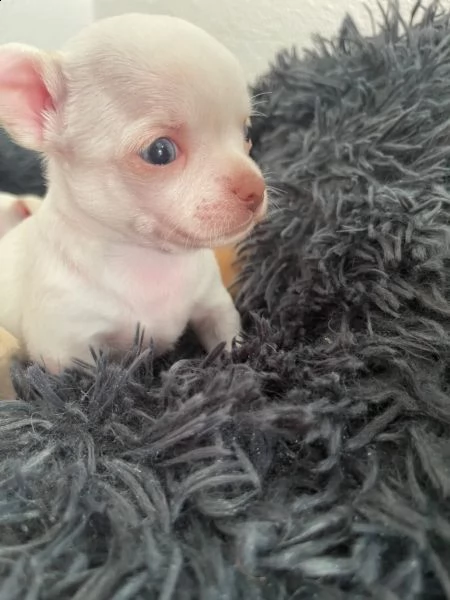 cuccioli di chihuahua | Foto 5