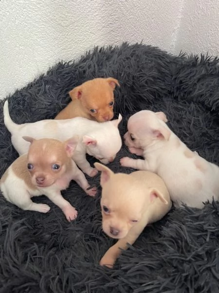 cuccioli di chihuahua | Foto 4