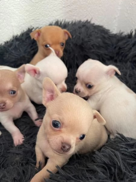 cuccioli di chihuahua | Foto 3