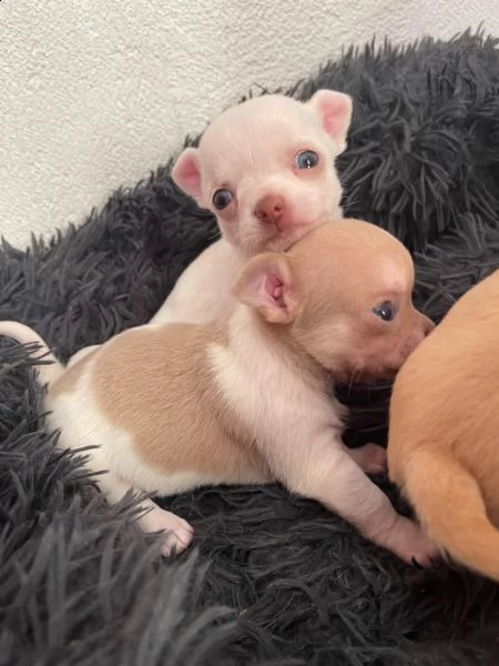 cuccioli di chihuahua | Foto 2