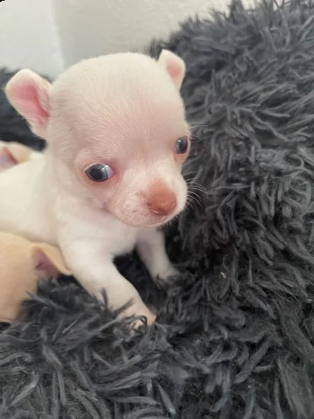 cuccioli di chihuahua